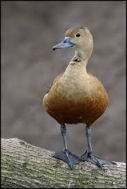 Black And White Wild Duck Species Lesser Whistling Duck Page Duck Species Pet Birds Aquatic Birds