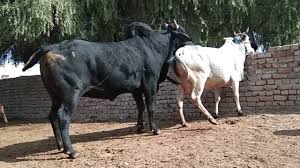 Di mana dulu kita harus membeli tikat, hingga mengantri demi menonton sebuah film yang di nantiakan. Black Bull And White Cow Meeting Cow Sex Video Cow Mating Video 1 69 Mb 01 14