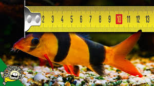 We did not find results for: Big Clown Loach In The 800 Gallon Aquarium Youtube