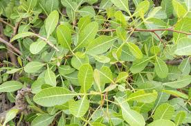 Image result for Searsia rogersii