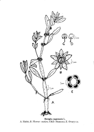 Image result for Bergia capensis