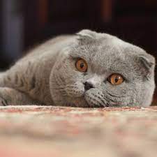 Scottish Fold Information Cat Breed Facts Cat Scottish Fold Scottish Fold Kittens Scottish Fold