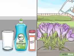 How To Grow Crocus With Pictures Wikihow