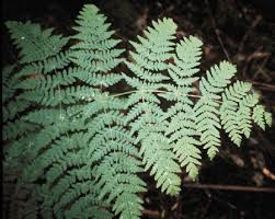 Image result for Histiopteris