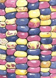 Image result for Phacelurus gabonensis