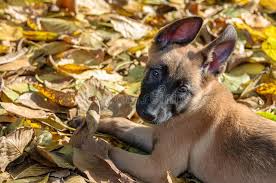 Belgian malinois/dutch shepherd puppies for sale. Dutch Malinois Photos Free Royalty Free Stock Photos From Dreamstime