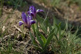 It takes its name from the greek word for a rainbow, which is also the name for the greek goddess of the rainbow, iris. File Iris Plant 001 Wild Jpg Wikipedia
