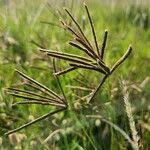 Image result for Eustachys paspaloides