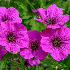 Image result for Geranium ocellatum