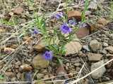 Image result for Aptosimum lugardiae