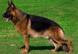 Browse and find german shepherd puppies today, on the uk's leading dog only classifieds site. German Shepherds Nz