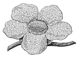 Print arum coloring page (b/w) print arum coloring page (color) the largest true flower in the world is the titan arum's compatriot rafflesia arnoldii, found in the rainforests of sumatra and borneo. 80 Rafflesia Cliparts Stock Vector And Royalty Free Rafflesia Illustrations