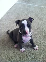 8 Week Old Puppy For Sale Http Sarasota Craigslist Org Pet 3046656978 Html Cute Animals Puppies Pets