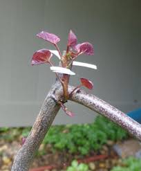 Do you agree with willis orchard company's star rating? Willis Orchard Trees Arrived Thursday