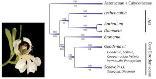 Image result for Goodeniaceae