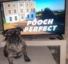 Pug cross breeds has 5,511 members. Blackburn Dog Dodger To Feature On Bbc S Pooch Perfect Lancashire Telegraph