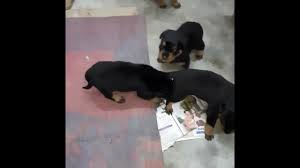 German rottweiler puppies for sale craigslist. Rottweiler Puppies For Sale In California Craigslist 07 2021