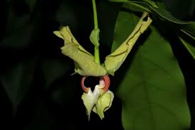 Image result for Monodora junodii