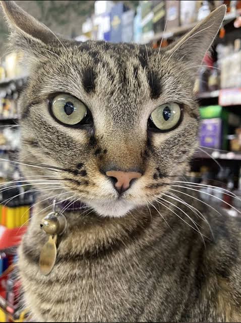 Waymo robotaxi kills 'one-of-a-kind' bodega cat, owner claims | The San  Francisco Standard