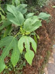 Image result for Ficus exasperata