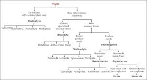 Animal Kingdom Classification Flow Chart Pdf Animal