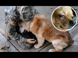 News Videos More Watch The Funniest Videos On Youtube Dogs Crying When He Meets Owner After 2 Year 5 Year 10 Year Separation Evcil Hayvanlar Hayvanlar