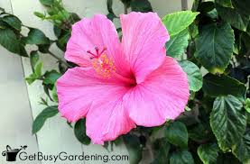 They can also be used as a display of love at funerals, as demonstrated at the funeral for anna nicole smith. Best Pink Flowers Annuals Perennials For An Enchanting Pink Garden