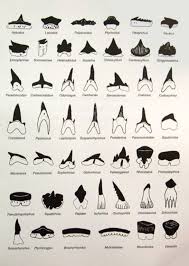 Sharks Teeth Identification Chart Small Shark Shark