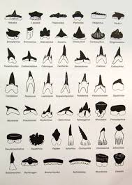 Sharks Teeth Identification Chart Small Shark Shark