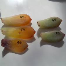 にんこの多肉drop ラウリンゼの葉挿し失敗