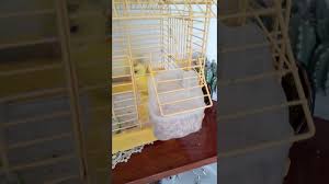 Kusumun Ayagi Tutmuyor Hissiz Muhabbet Kusu Forumu Muhabbetkusu Com Tr