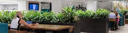 What are some of the examples and how exactly do they reduce noise? Reducing Office Noise With Sound Absorbing Indoor Plants Newpro Blog