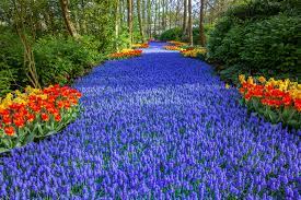 Check spelling or type a new query. Keukenhof Flower Exhibit Netherlands Most Spectacular Flower Garden Goes Virtual