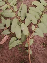 Image result for Sclerocroton