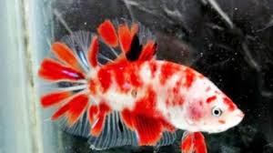 Banyak ditemukan di perairan asia tenggara, termasuk indonesia. Wong Palembang Demam Ikan Cupang Koi Tribun Sumsel