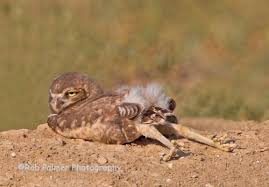 Burrowing Owl Funny Birds Burrowing Owl Owl Legs
