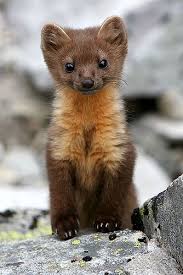 Curious Marten Snoqualmie Pass Washington By Adam Lyon Cute Animals Cute Baby Animals Baby Animals