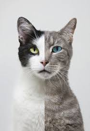 Pin Van Jucara Medeiros Op Beautiful Nature Kat Fotografie Katten Dieren