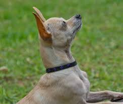 Stainless steel ge appliance package; The Dog Geek February 2016