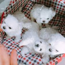 Maltese is the most affectionately responsive dog among the diminutive sized breeds. Maltese Puppies Cute Pictures And Facts Dogtime Maltese Puppy Maltese Dogs Baby Animals
