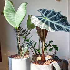 How To Care For An Alocasia Zebrina Plant Care For Beginners In 2020 Plant Care Plants Alocasia Plant