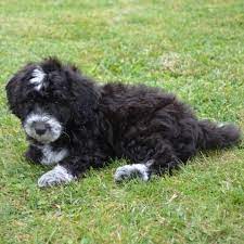 A combination of the newfoundland and the poodle, the newfypoo is a sweet and fluffy companion that the whole family will enjoy. Newfypoo Rocky Mountain Bernedoodles