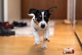 11 Indoor Activities For Dogs — What To Do With Your Dog Inside