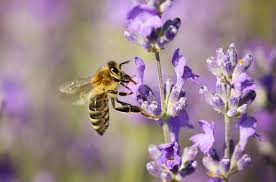 We did not find results for: 5 Bee Friendly Plants And Flowers For Your Garden How To Save The Bees