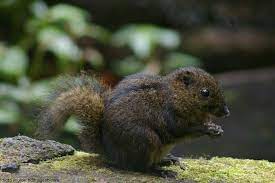 The smallest is the african pygmy squirrel which is tiny at around 10 cm long, whereas the largest squirrels are very trusting animals, and are of the very few wild animal species which will eat out of a. African Pygmy Squirrel Squirrel Animal Stories Animals