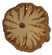 Image result for Motandra lujaei