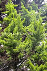 Image result for Cupressus macrocarpa
