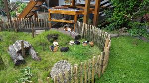 Hier Sind Alle Glucklich Meerschweinchen Aussengehege Kaninchen Freigehege Kaninchen Aussengehege