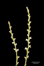 Image result for Microcoelia exilis