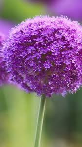 1.903 immagini gratis di bellissimi fiori. Immagini Di Paesaggi Fiori E Animali Home Facebook